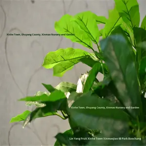 Planta de Dinheiro em Vaso Grande para Interiores, Vendida com Sucesso, Planta Trançada de Um Só Caule para Sala de Estar e Escritório - Product Image 3