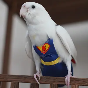 wholesale Parrot clothing bird diaper shit pocket diaper pants superman bird costume
