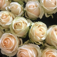 Roses à feuilles de jade Golden Branches Direct Dounan Base Kunming Yunnan ; Lys hydroponiques fraîchement coupés pour la Saint-Valentin