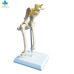 <strong>Dog</strong> Hip Joint <strong>Skeleton</strong> Medical Anatomy Anatomical Models Anatomical Model Animals Free <strong>3d</strong> Animal Model - Product Image 3