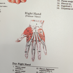 Affiches murales de la science médicale Os humain et affichage de la pathologie sur l'<span class=keywords><strong>anatomie</strong></span> en plastique pour l'affichage en classe ou en laboratoire - Product Image 6