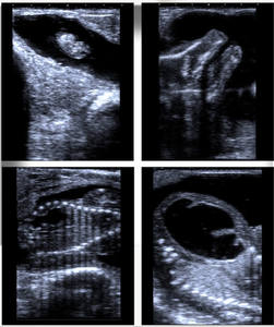 Sapi detektor Ultrasound kehamilan hewan, pendeteksi anal genggam Ultrasound kuda - Product Image 5