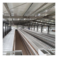 Cage de poulpe galvanisée de Type H pour bébé poulet, Cage de couveuse à batterie pour poussins de croissance de jour