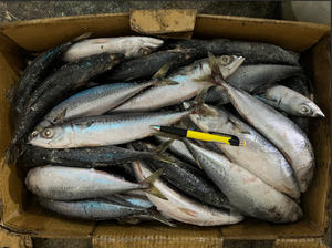 P1136 ים מקרל קפוא באיכות גבוהה מיצרן מקרל קפוא 200 משקל משתנה-250 גרם - Product Image 5