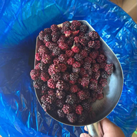 Mora Fresca Dulce Deshidratada al por Mayor Precio de Fábrica Mora Deshidratada Sin Azúcar