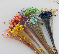 Fleur séchée brésilienne Little Star, mini marguerite étoilée séchée, Glixia naturelle pour arrangements floraux DIY