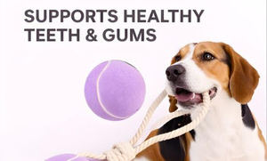Nouveauté 2026 : Balle de tennis interactive pour animaux de compagnie, jouet à mâcher en caoutchouc pour nettoyer les dents, jouet à tirer pour chien, jouet en corde pour chien - Product Image 3