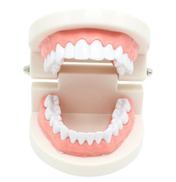 Modelo de higiene Dental de alta calidad, modelo pequeño de ciencia médica, para enseñanza Oral