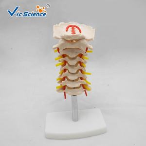 คอลัมน์กระดูกสันหลังส่วนคอกับรูปแบบกระดูกสันหลังโครงกระดูกหลอดเลือดคอ - Product Image 3