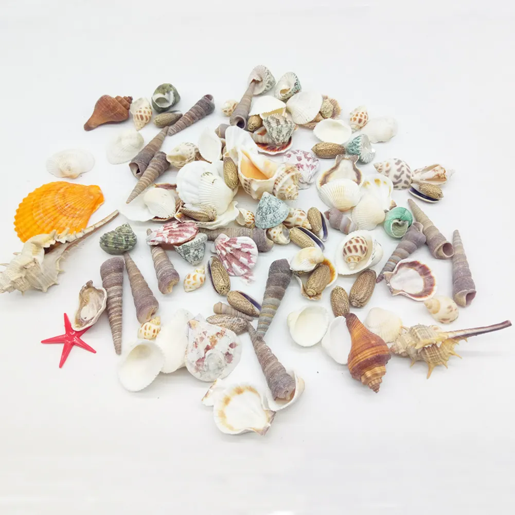Conchas de mar decorativas para decoración del hogar, manualidades de Primavera de colores mixtos naturales, venta al por mayor