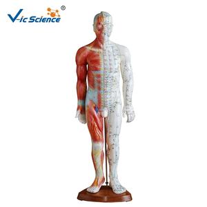 शिक्षण मॉडल 60 सेमी एक्यूपंक्चर मॉडल के साथ मानव शरीर - Product Image 5