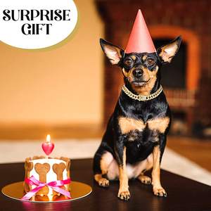 Rantai anjing berlian kerah Kuba berjalan kerah rantai logam dengan desain gesper aman, aksesori perhiasan kerah Kuba peliharaan - Product Image 5