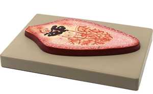 CISCO CISCO-1028 Lab <b>Model</b> of Liver Fluke in Plastic for <b>Medical</b> Science Education in School Classrooms - Product Image 5