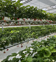 Commercial Agriculture Serre Weifang Fournisseur pour la Vente