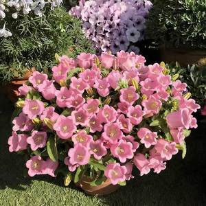 Origin of <b>Wind</b> <b>chime</b> Variety Complete Easy To Grow for Flower Garden Yard Decoration and Outdoor Decor - Product Image 4