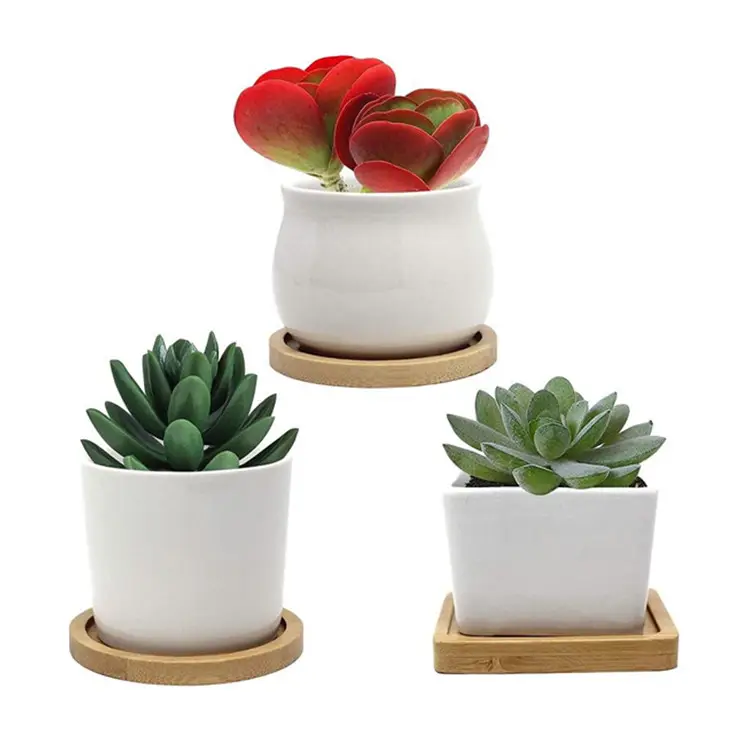 Pot Keramik Tanaman Kaktus Kecil Dalam Ruangan dengan Nampan Bambu Taman Mini Putih Pot Penanam Bunga Keramik Penanam Sukulen