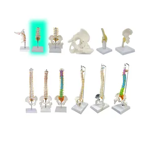 Plastic Loading Spine Model Medical Anatomical Plastic Lumbar Vertebrae Spine Model With Sacrum Skeletal Model