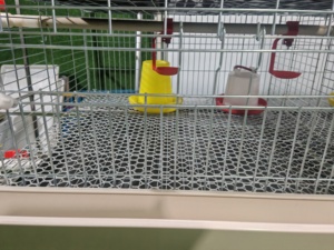Vente Flash : Cage Verticale d'Élevage de Poussins à Mailles Denses Anti-Pincement et Anti-Escape pour l'Élevage de Jeunes Poulets - Product Image 5