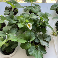 Système hydroponique intelligent Offre Spéciale Technologie d'arrosage intelligente Jardinage d'intérieur Jardinière de balcon Intelligent multicouche