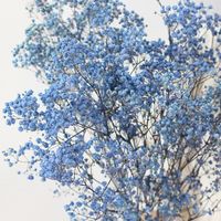 Dekorasi bunga kering bunga Gypsophila asli yang diawetkan bunga baby Breath kering Gypsophila untuk pernikahan