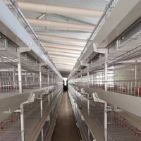 Nouvelle conception, prix plus bas, taille personnalisée, cage d'élevage de poulets de chair entièrement automatique, équipement d'élevage avicole à vendre