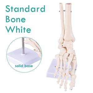चिकित्सा मानव पैर टखने संयुक्त मॉडल Ligament पैर के साथ कंकाल मॉडल संरचनात्मक मॉडल जीवन आकार - Product Image 2