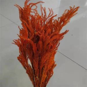 PPL13 <span class=keywords><strong>Club</strong></span> Mousse Décoration Fleur Paysage Matériel Pin Herbe Séchée Diaphasiastrum Veitchii Feuilles Séchées <span class=keywords><strong>Club</strong></span> Mousse - Product Image 6