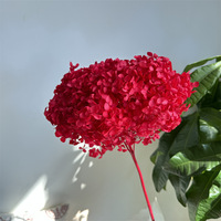 Hortensias séchés naturels et durables à grandes feuilles pour la décoration de mariages, fêtes, maisons et magasins