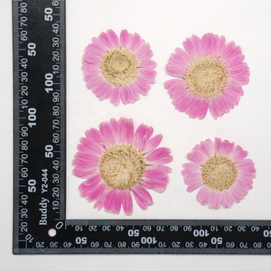 Venta al por mayor DIY material seco africano Margarita flor prensada Barberton Margarita para Nail Art resina joyería postal vela decoración - Product Image 4