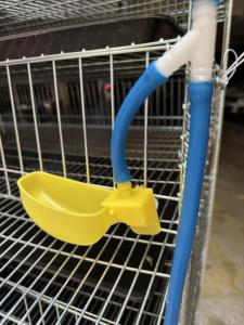 Achetez des cages à cailles en acier <span class=keywords><strong>de</strong></span> qualité supérieure pour un usage domestique - Product Image 3