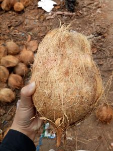 Cosecha de coco semidescascarado seco y fresco a granel directamente de las granjas locales de Vietnam por 99 Gold Data - Product Image 3