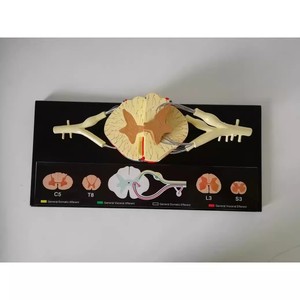 Modelo Anatómico de Neurona de la Médula Espinal Humana para Ciencias Médicas, Herramienta Educativa de Aprendizaje y Entrenamiento de PVC - Product Image 3