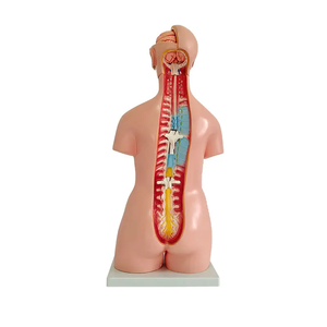 Torse <span class=keywords><strong>humain</strong></span> anatomique amphotère en PVC écologique de 85 cm, unisexe, 40 parties détachables, pour l'enseignement médical, certifié CE/ISO - Product Image 3