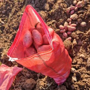 Sacs tissés <span class=keywords><strong>en</strong></span> polypropylène transparent rouge de 25 kg pour l'agriculture, sacs <span class=keywords><strong>en</strong></span> PP pour pommes de terre, oignons, carottes, exportés au Chili - Product Image 5