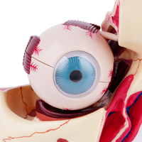 Modèles d'œil TB-02 en PVC, corne, iris et nerf optique, modèle anatomique optimal pour l'enseignement médical, orbite oculaire humaine agrandie