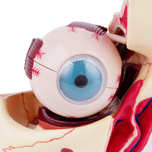 Modelos de ojo TB-02: Cornea e iris de PVC con nervio óptico, modelo anatómico óptimo para uso en escuelas de medicina, órbita ocular humana ampliada - Product Image 2