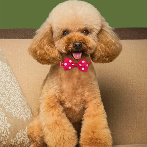 <span class=keywords><strong>Collar</strong></span> de gato de lunares Múltiples colores <span class=keywords><strong>Collar</strong></span> de perro Nudo de lazo Collares de perro baratos - Product Image 3