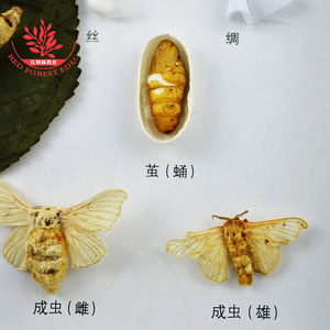 Especímenes del ciclo de vida de los insectos, especímenes de gusanos de seda, aprendizaje sobre y observación de especímenes, juguetes educativos de animales e insectos. - Product Image 4