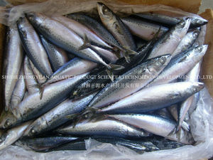 Cá thu đông lạnh chất lượng xuất khẩu-haccp đã được phê duyệt, moq thấp, Vận chuyển nhanh - Product Image 2