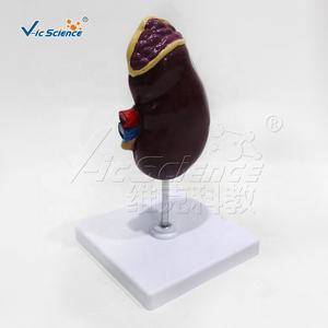 Modello Anatomico del Renino, Struttura del Renino, Modelli Anatomici per Scienza Medica - Product Image 5