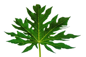 Hojas de Papaya Naturales, Ingrediente Botánico para el Bienestar Herbal, Remedios Ayurvédicos, Apoyo a la Desintoxicación, Preparaciones de Té Herbal - Product Image 2