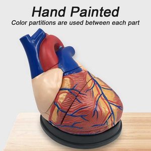 Modello Didattico YULIN YL-3X01, Cuore Umano Ingrandito 3 Volte, Modello Educativo <span class=keywords><strong>per</strong></span> l'Anatomia e la Ricerca sui Organi - Product Image 3