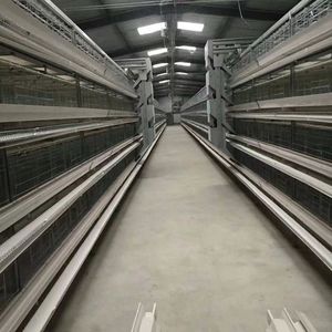 Gallinero, Jaula <span class=keywords><strong>de</strong></span> Acero Galvanizado para Gallinas Ponedoras, Jaula para Pollos <span class=keywords><strong>de</strong></span> Engorde, Jaula Automática para Pollos - Buscando Distribuidores y Agentes Globales - Product Image 6