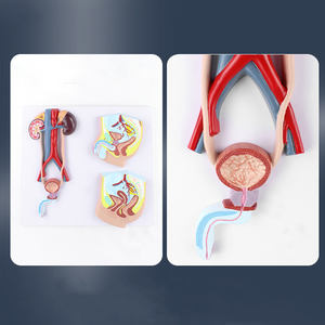 Blase und Harnleiter zum Unterrichten der anatomischen Struktur des menschlichen Harn system modells männlich und weiblich - Product Image 5
