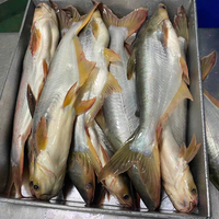 Vente en gros à l'exportation de poisson Basa entier congelé, poisson Pangasius congelé, provenance Malaisie