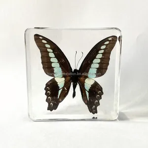 Borboleta real borboleta de plástico borboleta espécie tacidermy