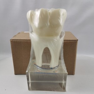 Modèle anatomique en résine du nerf dentaire à six plis M7023 pour l'enseignement dentaire - Product Image 4