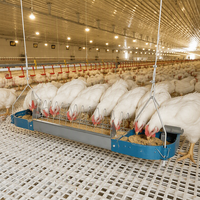 Système d'alimentation en chaîne pour élevage au sol de poulets de chair à haute densité, distribution automatique et uniforme des aliments pour ferme avicole commerciale