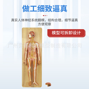 Modèle anatomique du système nerveux humain : système nerveux central, cerveau et moelleuse pinéuse, modèle du tronc, nerfs vertébraux - Product Image 4