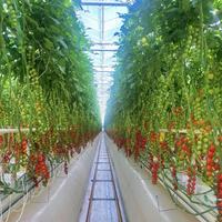 Serre en verre hydroponique agricole intelligente, kit complet pour tomates, concombres, laitues
